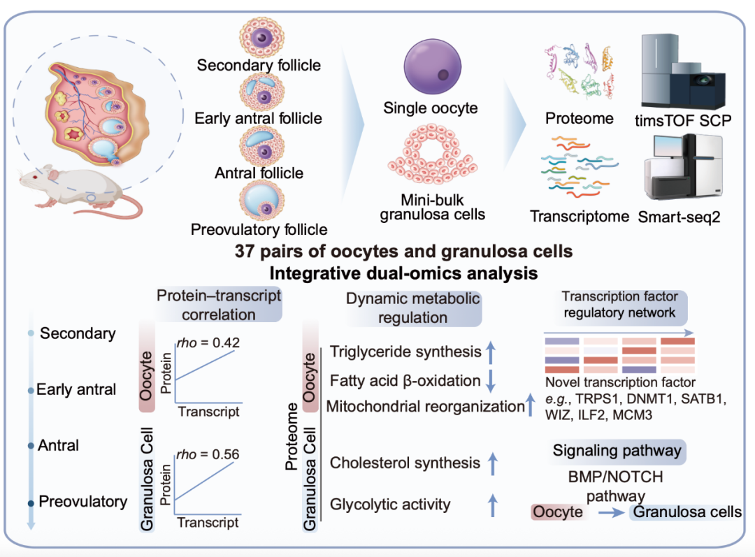 π-HuB Research Highlights | Single-Cell Proteomics Maps the Molecular Dynamics of Mouse Folliculogenesis